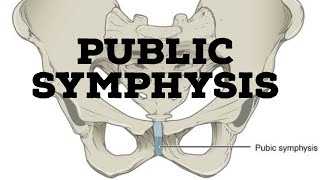 Pubic symphysis joint [upl. by Irami]