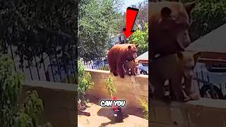 Brave Mama Bear Faces Off Against Attackers to Protect Her Cubs vivint [upl. by Adlesirg94]