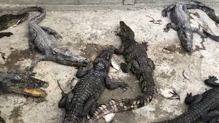 Crocodile Eat Food  Crocodile Farm Feeding Cleaning Alligator Pool 7 [upl. by Radburn]