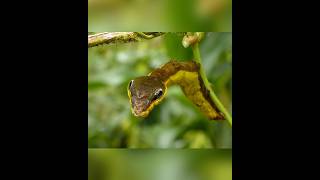 This insect acts like a king cobra snake shortvideos facts amazingfacts [upl. by Chandos846]