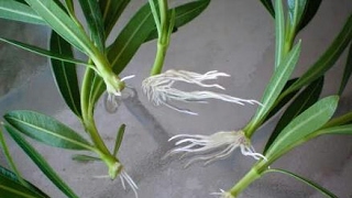 How to grow oleander Kaner plant from cuttings [upl. by Anikram]