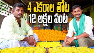 4 ఎకరాల బంతి 7సార్లు కోత 12 లక్షల పంట Marigold Farming [upl. by Carmencita]