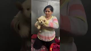 canine distemper in puppy cute pray for safe life trending [upl. by Jack]