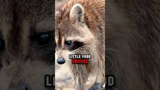 Why Raccoons Wash Their Food Before Eating  Animal Fact shorts raccoon raccoonfood [upl. by Hewett]