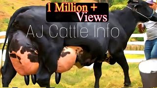 130 Kg Milk Girlando Cow Breed  Girlando gay  Complete Video Documentary By AJ Cattle info [upl. by Droflim801]