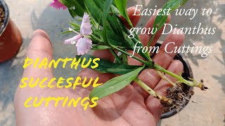 How To Grow Dianthus From Cuttings100 succesful Cuttings [upl. by Magnus]