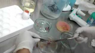 My virology lab  Culturing embryonic cell Part 1 [upl. by Palmira450]