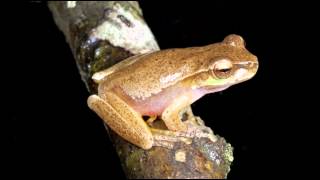 Frog Calls Queensland [upl. by Puna]