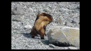 Two Grizzly Bears Fighting Over Female [upl. by Azmuh]