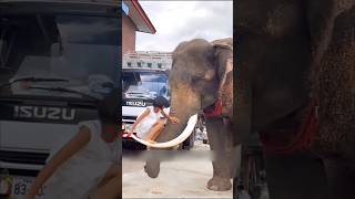 देखो कभी भी किसी जानवर को गलत मत समझना 😱 shorts elephant 1millon [upl. by Aynotak]