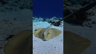 Snorkeling in Maldives [upl. by Sesom197]