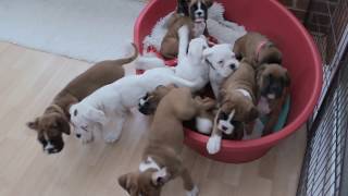 NATURAL BOBTAIL amp LONG TAIL BOXER PUPS  Eleven BOXER PUPS morning routine… [upl. by Gilboa]