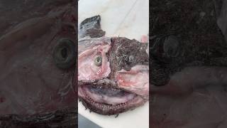 Craziest Fish Cheek Removal DexterOutdoors [upl. by Hesky821]