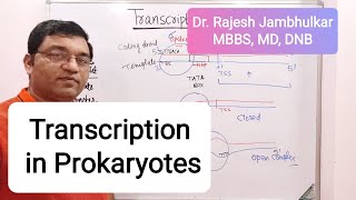 3 Transcription in Prokaryotes New [upl. by Yenffad]