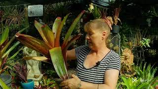 Bromeliad Growing Part 2 Alcantarea [upl. by Adnamra]