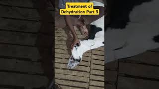 Treatment of Dehydration Part 3 animals Dr Latif Ur Rehman [upl. by Hinson]