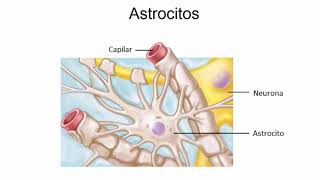 Funciones de las células gliales neuroglías o glías [upl. by Notrab]