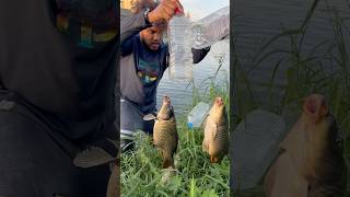 Snail bait for a huge Carps [upl. by Aserat]