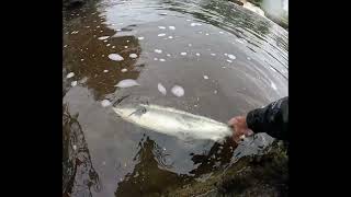 Salmon Fly Fishing Ireland late June 2024 [upl. by Ailedroc]