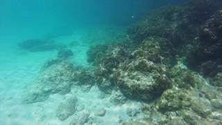 Snorkeling in Arubas Malmok Beach [upl. by Eamaj]