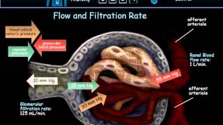 Urinary System [upl. by Leuqer]