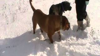 Bruno the Biggest Dogue de Bordeaux amp Stella [upl. by Morrell468]