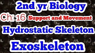 Hydrostatic skeleton  Exoskeleton  Ch 16  lec 1  2nd yr bio [upl. by Seward]