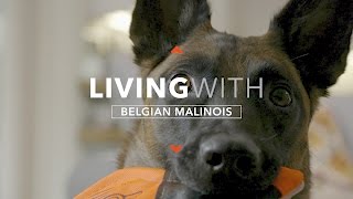 ALL ABOUT LIVING WITH THE BELGIAN MALINOIS [upl. by Volnak]