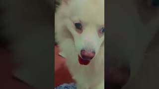 doglover funny love pets [upl. by Surtimed]