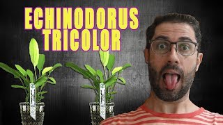 Como cuidar da planta de aquário Echinodorus Tricolor [upl. by Trinee]