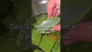 Savila organica para la caida del cabello aloevera organic fortalecercabello caidadelcabello [upl. by Aneleasor]