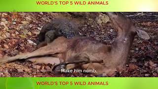 Top 5 Best Hunting Wild Animals In The World Did You Know video animals facts [upl. by Ahtibat453]