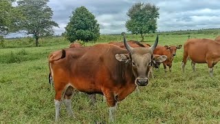 Susah Ditangkap Sapi Bali ini Batal Dijual Untuk Qurban peternaksapiindonesia sapibali sapilokal [upl. by Marianne634]