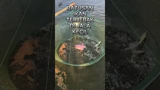 Menangkap ratusan ikan kecil [upl. by Lucio]