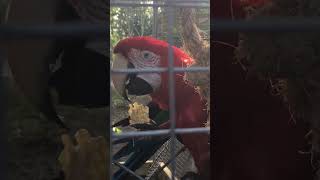 Macaw Parrots Love Corn [upl. by Banquer]