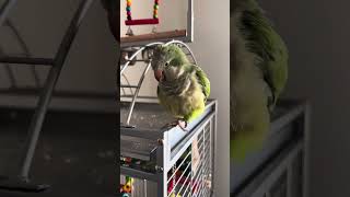 Stanley Say Bacon Pancakes Please cute bird parrot funny pets trending [upl. by Alul]