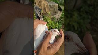 Beautiful 😍 pigeon in the world kabutars birds Anasloft youtubeshorts trending shorts video [upl. by Acinomal]