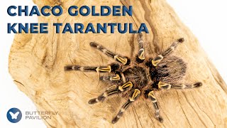 Chaco Golden Knee Tarantula  Invertebrate DeIckification  Butterfly Pavilion [upl. by Nyar]