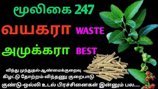 அமுக்கராஅஸ்வகந்தாஅசுவகந்திWithania somniferaPhisalis Somniferaஅலசல்Alasal [upl. by Eiralav238]