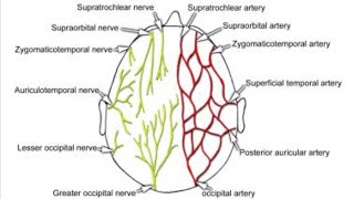 Arterial supply of scalp in just 3 minutes  with mnemonic  anatomy [upl. by Jerusalem911]