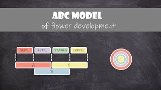 ABC Model of Flower Development  Plant Biology [upl. by Mueller612]