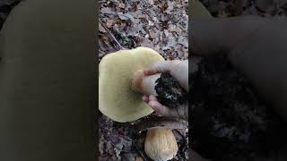 QUE GUAPADA ENCONTRARLOSboletus nature porcini mushroom aereus naturaleza [upl. by Eirojram]