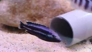 Melanochromis Parallelus F1 [upl. by Mcknight]