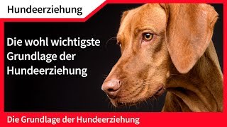 Hundeerziehung ► Die wohl wichtigste Grundlage der Hundeerziehung [upl. by Glick]