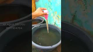 LIVE ARTEMIA FEEDING FOR FISH FRYS  AK AQUA TELUGU akaqua bbs brineshrimp polarblueparrotfish [upl. by Candis105]