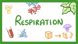 GCSE Biology  Respiration 21 [upl. by Atteoj]