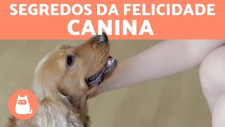 10 coisas que fazem um CACHORRO FELIZ [upl. by Geoff]