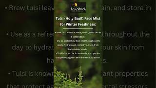 Tulsi Holy Basil Face Mist for Winter Freshness [upl. by Tedi359]