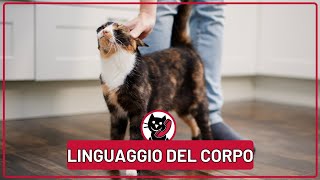 Comunicazione Felina I Segreti del Linguaggio Non Verbale [upl. by Dani]