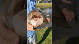 GIANT Bass on a Worm crazy shorts fishing fish [upl. by Eelik]